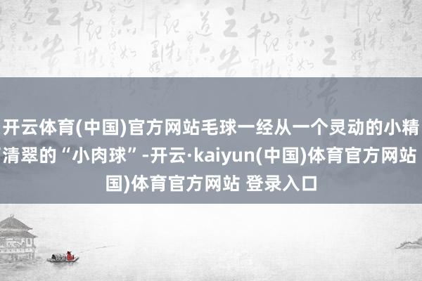 开云体育(中国)官方网站毛球一经从一个灵动的小精灵造成了清翠的“小肉球”-开云·kaiyun(中国)体育官方网站 登录入口